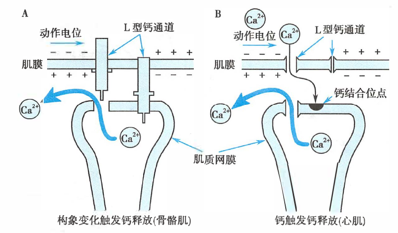 横纹肌肌质网钙离子释放机制