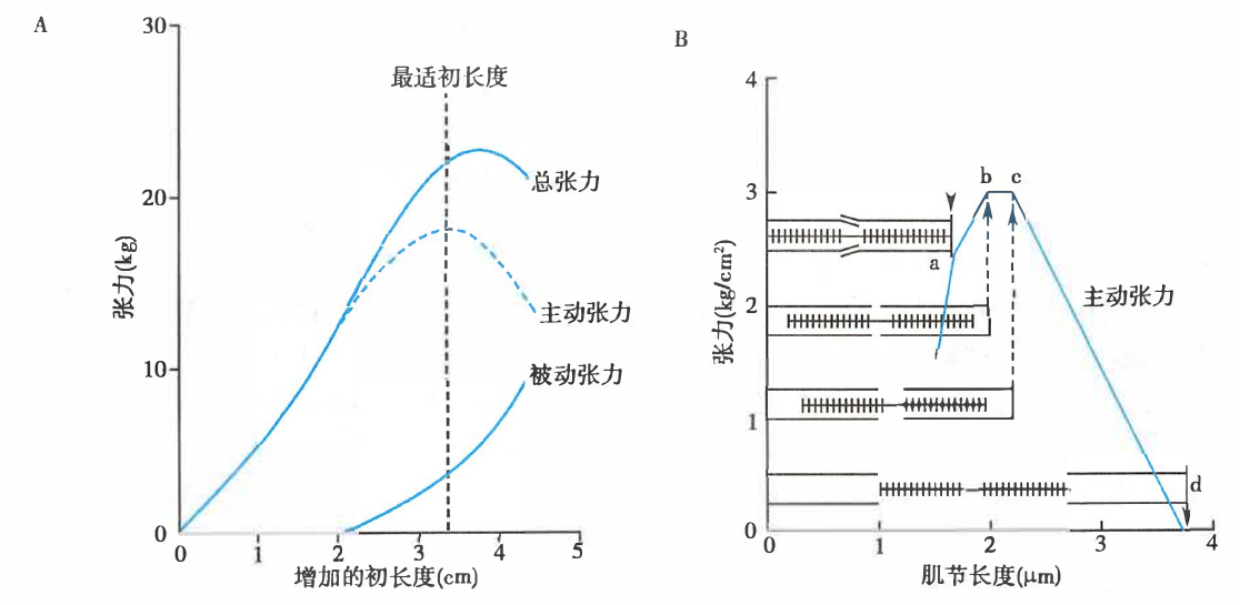 肌肉等长收缩时的长度-张力关系