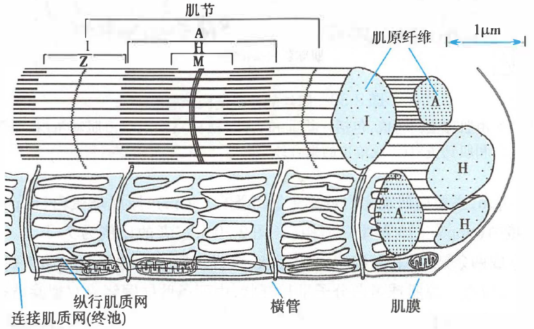 骨骼肌的肌原纤维和肌管系统