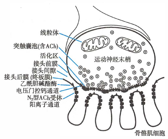 骨骼肌神经-肌接头的结构