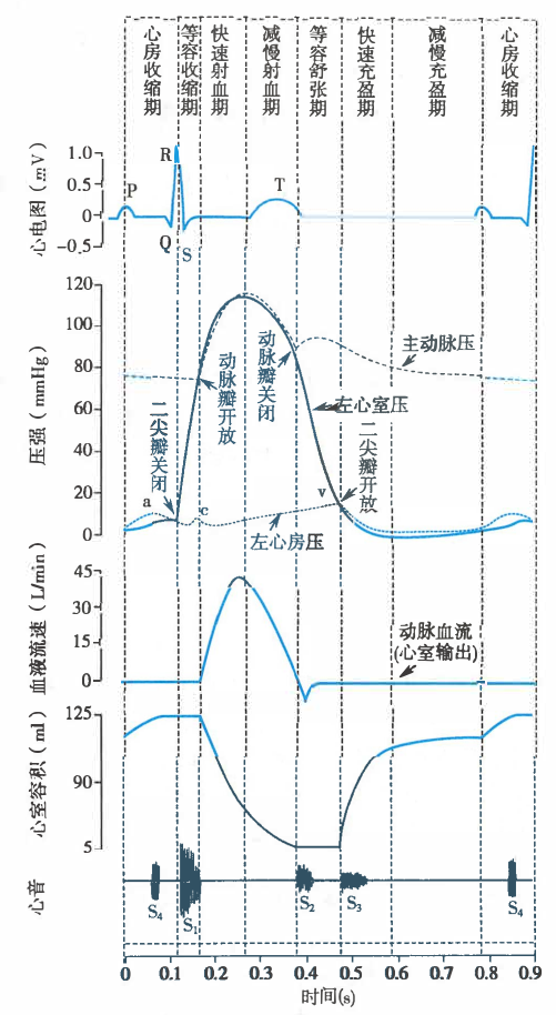 心动周期中的指标和瓣膜的变化