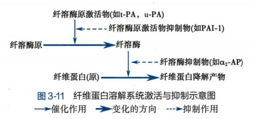 纤溶系统的激活与抑制