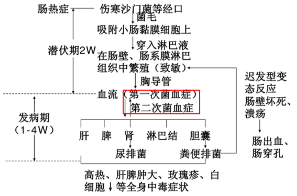 肠热症