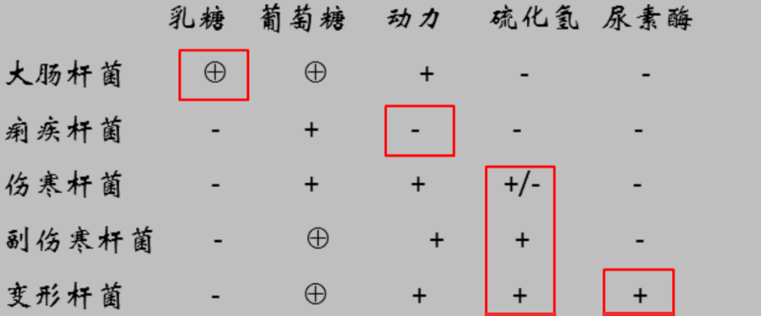 肠道杆菌生化反应