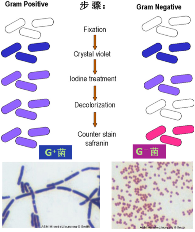 Gram-stain